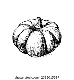 Hand drawn sketch vegetable pumpkin. Eco food. Vector vintage black and white Halloween illustration