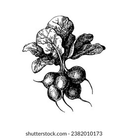 Hand drawn sketch vegetable radish. Eco food.Vector vintage black and white illustration