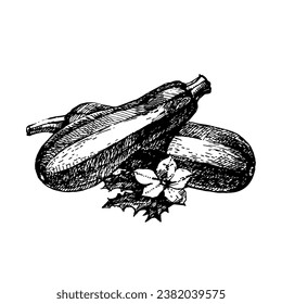 Hand drawn sketch vegetable zuccini. Eco food. Vector vintage black and white illustration