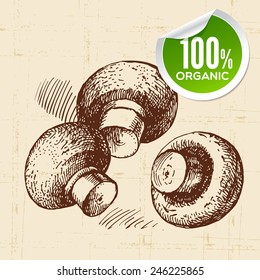 Hand drawn sketch vegetables mushrooms. Eco food background.Vector illustration