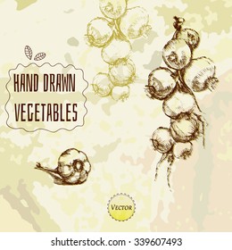 Hand drawn sketch vegetables set. Food vector illustration. Grunge style background. Onion and garlic