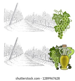 Hand drawn sketch vineyard landscape with color grapes ans bottle with oil or wine. Vector illustration isolated on white
