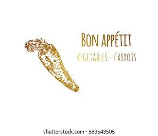 Hand drawn sketch vintage carrot. Food sketch and kitchen doodle. Can use for cafe and restaurant menu design. Vector illustration.