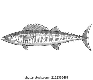 Hand Drawn Sketch Of Wahoo Fish. Engraving Vector Illustration