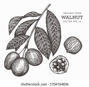 Hand drawn sketch walnut branch. Organic food vector illustration isolated on white background. Vintage nut illustration. Engraved style botanical picture.