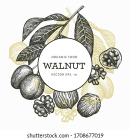 Hand drawn sketch walnut design template. Organic food vector illustration. Retro nut illustration. Engraved style botanical background.