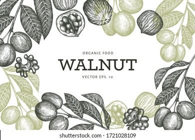 Hand drawn sketch walnut design template. Organic food vector illustration. Retro nut illustration. Engraved style botanical background.