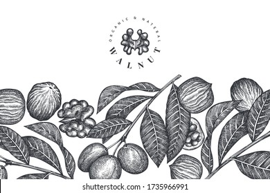 Hand drawn sketch walnut design template. Organic food vector illustration. Retro nut illustration. Engraved style botanical background.