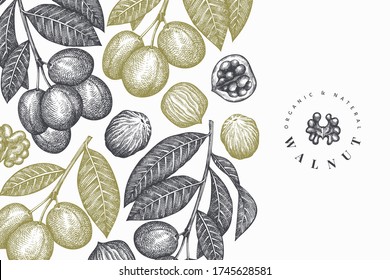 Hand drawn sketch walnut design template. Organic food vector illustration. Retro nut illustration. Engraved style botanical background.