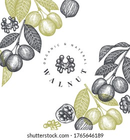 Hand drawn sketch walnut design template. Organic food vector illustration. Retro nut illustration. Engraved style botanical background.