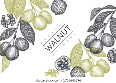 Hand drawn sketch walnut design template. Organic food vector illustration. Retro nut illustration. Engraved style botanical background.