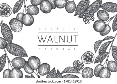 Hand drawn sketch walnut design template. Organic food vector illustration. Retro nut illustration. Engraved style botanical background.