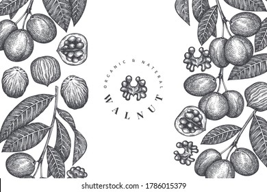Hand drawn sketch walnut design template. Organic food vector illustration. Retro nut illustration. Engraved style botanical background.
