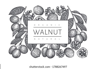 Hand drawn sketch walnut design template. Organic food vector illustration. Retro nut illustration. Engraved style botanical background.