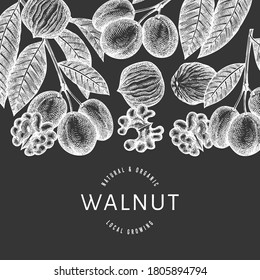 Hand drawn sketch walnut design template. Organic food vector illustration on chalk board. Vintage nut illustration. Engraved style botanical background.