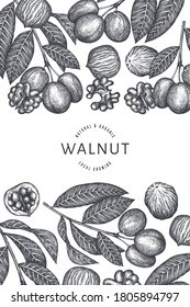 Hand drawn sketch walnut design template. Organic food vector illustration. Retro nut illustration. Engraved style botanical background.