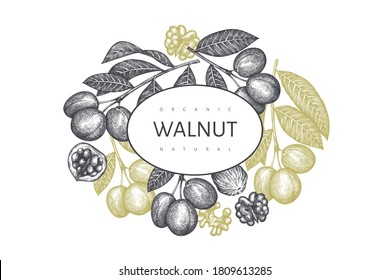 Hand drawn sketch walnut design template. Organic food vector illustration. Retro nut illustration. Engraved style botanical background.
