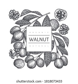 Hand drawn sketch walnut design template. Organic food vector illustration. Retro nut illustration. Engraved style botanical background.