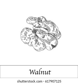 Hand drawn sketch of walnut. Isolated vector illustration with fill and outline. 