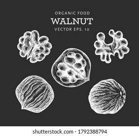 Hand drawn sketch walnut kernels. Organic food vector illustration isolated on chalk board. Vintage nut illustration. Engraved style botanical picture.