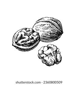 Hand drawn sketch walnut nut vector isolated illustration