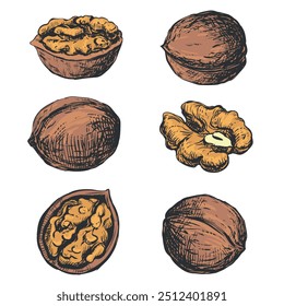 Esboço desenhado à mão da ilustração do vetor de nozes. Aberta noz kernel, shell esboço ícones. Produtos orgânicos frescos, óleo. Desenho colorido de uma noz. Isolado no fundo branco.