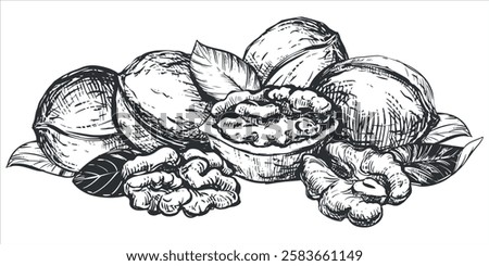 Hand drawn sketch of walnuts vector illustration. Composition of open walnut kernel, whole walnut. Fresh organic food, oil. Black and white drawing of nut. Isolated on white background.