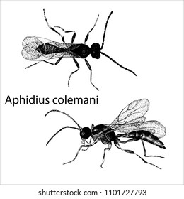 Hand drawn sketch of wasp Aphidius in ink on white background. Vector illustration.