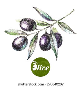 Hand drawn sketch watercolor colored pencils drawing on white background. Vector illustration of fruit olives with logo
