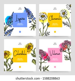 Hand drawn sketch watercolor wildflowers background. Vector illustration of medical herbs and flowers. Natural cosmetics packaging design