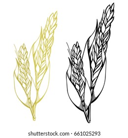 Hand drawn Sketch of Wheat husks and seeds Vector Illustration