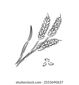 Hand drawn sketch of wheat stalks and seeds in a minimalist style vector illustration