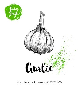 Hand drawn sketch whole garlic. Fresh farm food vector illustration. Farm vegetables poster.