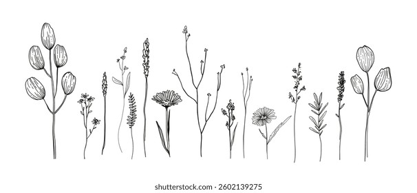 Hand drawn sketch of wild field flora, flowers, leaves, herbs, plants, branches for botanical isolated composition, Minimal line art for logo, nature backdrop, tattoo, invitations, business or wedding