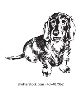 Hand drawn sketch of wirehaired dachshund dog