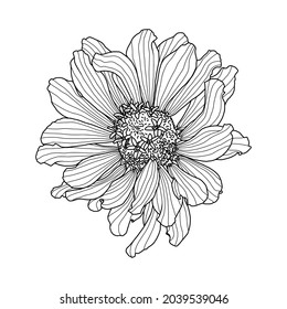 Esbozo dibujado a mano de la cabeza floral de la zinnia aislada en fondo blanco. Ilustración vectorial. Elemento para el diseño en línea estilo de arte para tarjetas de felicitación, invitación a la boda, libro de colorear.