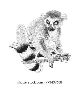 Hand drawn and sketched animal Lemur catta, vector illustration vintage