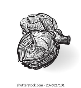 Hand drawn sketched artichoke. Artichokes doodle sketch, edible cynara flower bud ink scribble illustrtation, handdrawn vector imitation