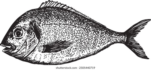 Hand drawn sketched of dorado fish. Illustration of sparus. 