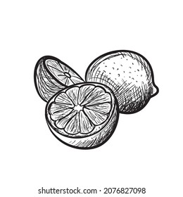 Handgezeichneter Kalkstein einzeln. Ganze und in Scheiben geschnittene Zitronendoodle-Skizze, Kalkfarben-Drehillustration, handgezeichnete Vektorimitierung