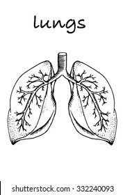 Hand drawn sketched lungs on white paper background. Vector illustration.