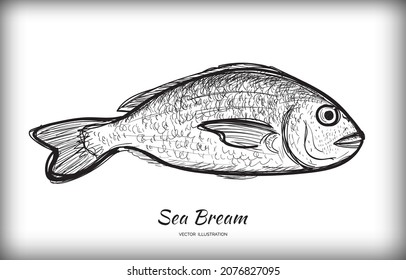 Hand drawn sketched Orata fish. Fresh dorado doodle, seabream sketch, gilt-head bream drawing, dorada ink scribble illustrtation, sparus aurata sea fish handdrawn vector imitation