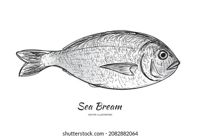 Hand drawn sketched Orata fish. Fresh dorado doodle, seabream sketch, gilt-head bream drawing, dorada ink scribble illustrtation, sparus aurata sea fish handdrawn vector imitation