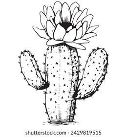 Hand Drawn Sketched Outline Cactus Silhouette. Mexican Plant Realistic Vector Illustration. 