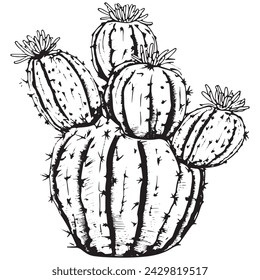 Hand Drawn Sketched Outline Cactus Silhouette. Mexican Plant Realistic Vector Illustration. 