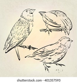 Hand drawn sketches with birds. Forest birds, drawing on a tablet. 