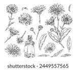 Hand drawn sketches of calendula plants. Set of black and white illustrations: flower bud, leaves, bottle with calendula tincture. Contour elements on isolated background.