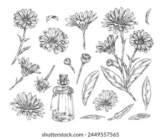 Hand drawn sketches of calendula plants. Set of black and white illustrations: flower bud, leaves, bottle with calendula tincture. Contour elements on isolated background.