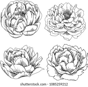 Hand drawn sketches of flowers of peony. Decorative elements