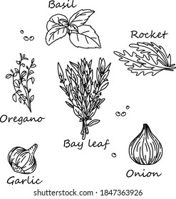 Hand drawn sketches of herbs and spices. Vector illustration.